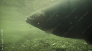 Spawning ground of rainbow trout in fresh water tributary, underwater shot
