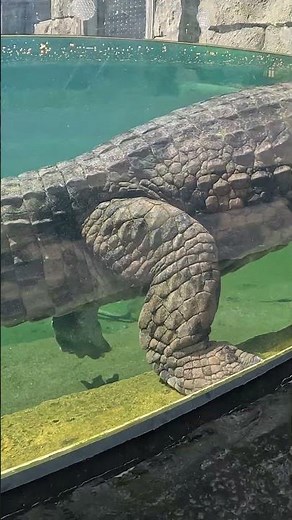 What an Alligator Looks Like When Floating | Simple Video