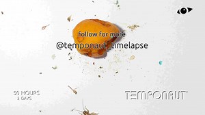 Crickets Devour Apricot: 4-Day Timelapse