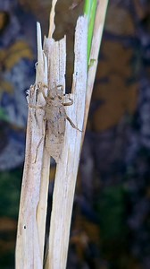 1.7M views · 23K reactions | The Magical Metamorphosis of a Dragonfly 殺 #Dragonfly #DragonflyMetamorphosis #NatureMagic #IncredibleNature #WildlifeMoments #Amazing #NatureWonder #DragonflyEmergence #NatureLovers #MacroWorld #NatureDiscovery | Bùi Văn Tuấn | Facebook