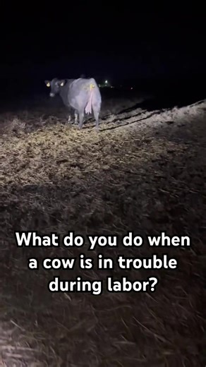 What do you do when your cow is having problems during labor? If the feet are out and there is no progress being made, it is a good indicator that something is wrong. We bring ours to our cattle chute so that we can feel what is going on. Last night, late at night, we had a cow with twins that were trying to come out at the same time, both were in the birth canal and It was one of our first times pulling calves of our own… We had to push one of the calves back so that we could get the calves out