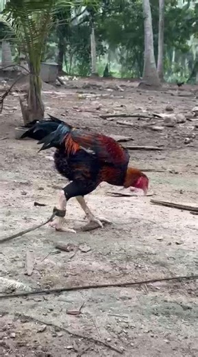 Majestic Aseel Rooster: Pure Breed Showcase & Characteristics