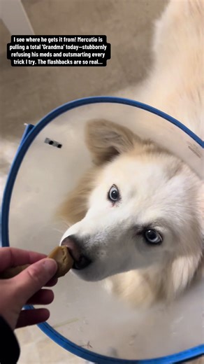 It’s the intuition for me. Mercutio reminded me so much of my mom today—you simply cannot trick him into taking medicine. He’s two steps ahead of me and getting used to our new addition Benvolio! #Vlog #Dog #Puppy #Smart #PositiveVibes