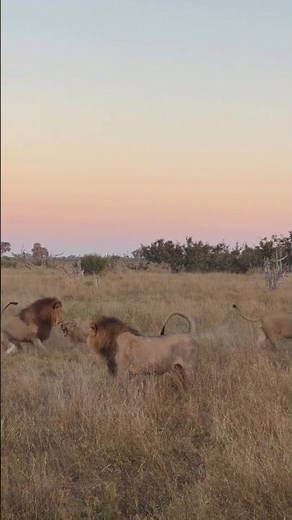 4 Lions fighting #shorts
