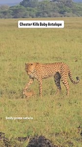 65 reactions | Chester Kills Baby Antelope. After giving birth , baby antelope was left alone by its mother after she saw the cheater . For Kenyan, Ugandan , Tanzania Safari call or WhatsApp +254701385482 Credit(Deno wa Safari) #smilysafaris #ishmaelnzioka #masaimara #masaimaranationalpark #gamedrive #travelkenya #masaimarasafari #smilyprimesafaris #masai #amboselinationalpark #serengeti #serengeti_national_park | Smily Prime Safaris | Facebook