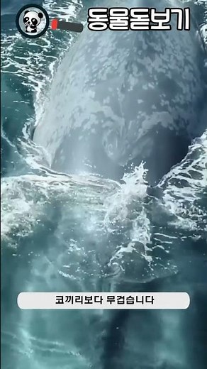 포유류 - 13 대왕고래 (Blue whale 이명 : 흰긴수염고래, 흰수염고래)