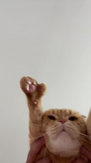 Adorable Kittens with Thumbs | Mittens the Scottish Fold