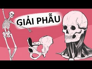 How to learn ANATOMY