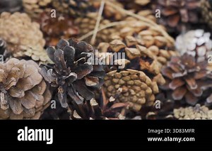 Pile of different coniferous trees cones, used as decoration - abstract closeup detail, camera pans to side slowly
