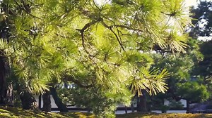 Evergreen Shrubs for Privacy