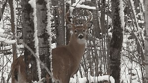 Wisconsin deer hunting season of 2023 has fewer deer harvested