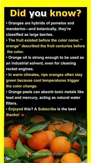 How Orange Peels Can Remove Toxic Metals From Water