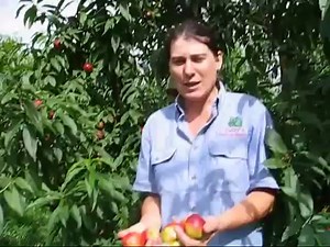 Nectarine Sunraycer Tree - Prunus persica