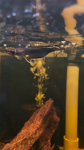 Discover the Fascinating World of Arowana Fish