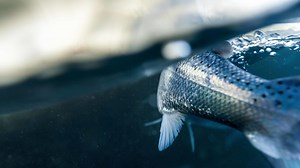 Andfjord Salmon news