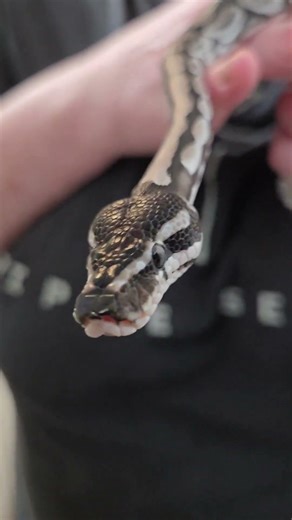 The cutest Ball Python Snoot Ever! #wednesday #viral #youtubeshorts #snake #wow #omg #cute #baby #1k