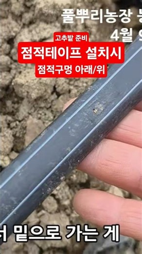 Preparing the chili pepper field, Goesan Clean Chili Peppers, Precautions when installing drip ta...