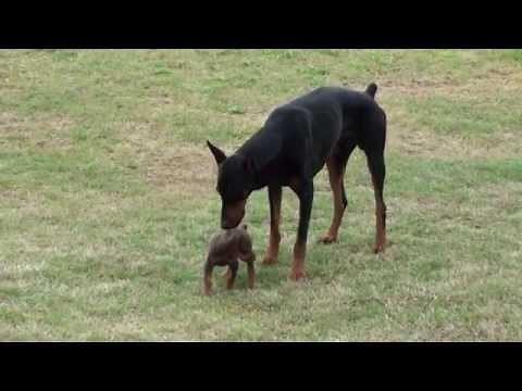 Doberman Puppy Meets The Big One