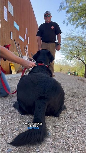 The best dog collar and harness - even for the big dogs! 💪🏻