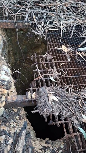 This old gold mine shaft was very obvious from the mullock heap surrounding it. Had it not been capped years ago, the obvious shaft inside the mullock would stand out like a cliff face elsewhere. However, because it was capped, organic leaf matter builds up over it, retains moisture and slowly it corrodes away hiding under a camouflage of sticks and leaves. A recent controlled burn has removed the leaf matter and the cap has revealed itself to now be little more than a trap door. Had it still be