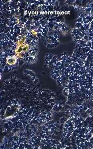 Microscopic look at leftover rice