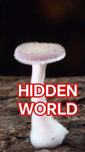 They are everywhere #facts #science #fungi