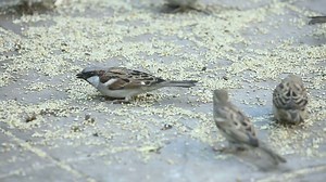 Sparrows eating in the ground - Free Stock Video