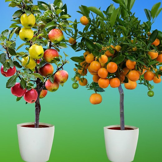 How to grow apples and oranges from their fruit in plastic bottles | How to grow fruit | Tree Gardens