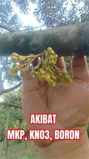 AKIBAT MKP, KNO3 DAN BORON #durian #videoviral