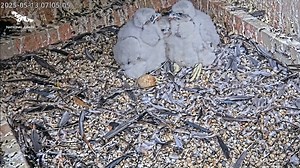 4.8K views · 166 reactions | All three of Carla and Ecco’s fluffy...