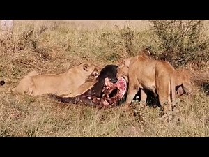 Pride of LIONS Eating a Buffalo - Live from MalaMala