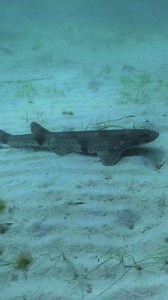 The waters of Jersey are a place of wonder and beauty. ✨ The Government of Jersey has released a visionary strategy to safeguard these wonderful places for future generations. Known as the Jersey marine spatial plan it could see 27% of Jersey’s waters protected, encompassing some of the most sensitive marine habitats, while still allowing sustainable fishing. Protecting these habitats could provide environmental, cultural, economic, and social benefits while helping to secure a safe future for J