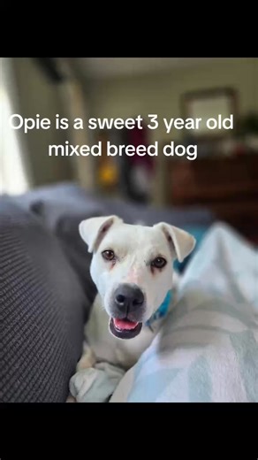 2.9K views · 92 reactions | Looking for a smart dog, who isn’t too big, who already knows a decent amount of training? You’re looking for Opie then! Check out his video to see everything he has been learning in foster care. Then, apply to adopt him at campcompanion.org, share his video to help him find his forever family, OR tag someone you think would LOVE an Opie in their life! | Camp Companion | Facebook