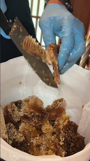 日本蜜蜂が作り上げた巣からハチミツを取り出す #日本ミツバチ #重箱式巣箱 #養蜂 #shorts