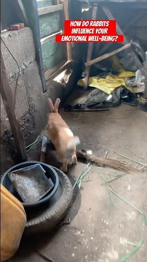 How do rabbits influence your emotional well-being? #rabbit #shorts #rabbitcare