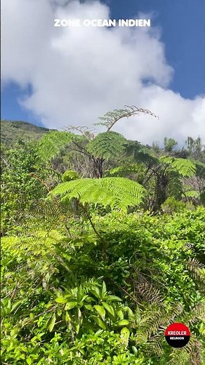Fougère arborescentes - By Georges Soubou