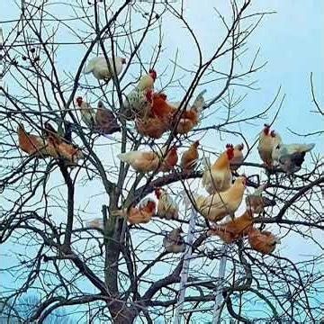 chicken chicken literature club