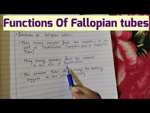 Functions of Fallopian tubes