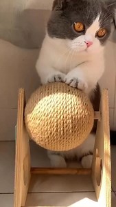 4 Reasons Why Cats Sharpen Their Claws! 🙀🐾 | Lady Cuddles Meow