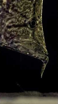 This fish is a master of deception #wildlife #nature #camouflage