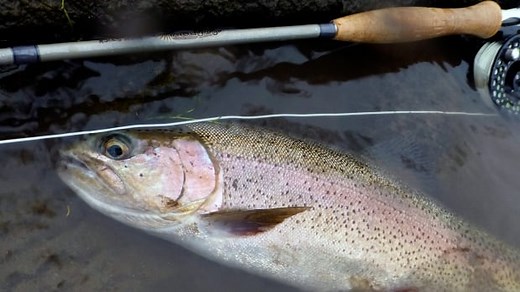 Southern Ontario fishing season opens with COVID-19 concerns