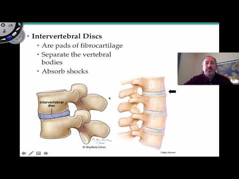The Vertebral Column and Thoracic Cage