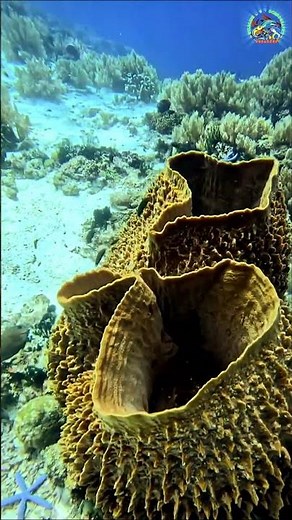 Massive Barrel Sponge in a Vibrant CoralReef #CoralReef #MarineLife #Underwater #Ocean #BarrelSponge