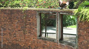 Peahen flying from wall to grass in zoo enclosure, following shot from right to left