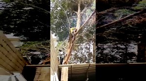 Tree trimmer hit on head by falling crane