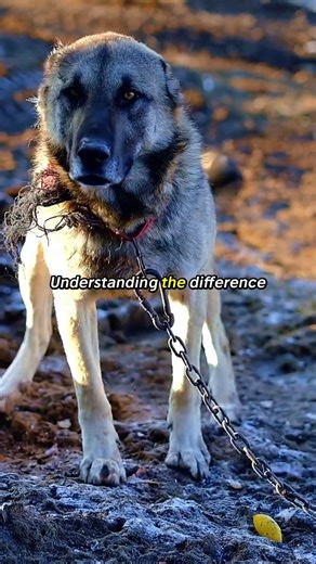 Kangal vs Anatolian Shepherd: The Truth Most People Miss
