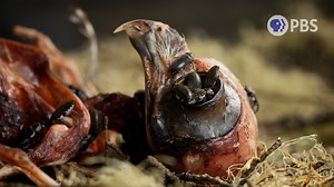 228K views · 5.7K reactions | Death might seem like the end, but for these five creatures, it’s just part of the job. In this special Halloween compilation of Deep Look, take a skin-crawling look at crows that hold funerals, whispering bats, flesh-eating beetles, stealthy owls, and misunderstood black widow spiders. | Deep Look • PBS | Facebook