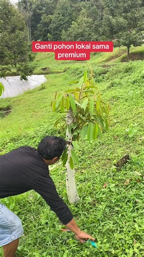 Panduan Menanam Durian Premium: Dari Bonsai ke Musang King
