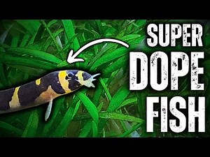 Why you NEED a Kuhli Loach in your LIFE!