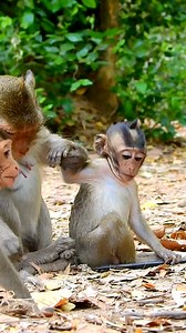 Another lovely animal is the monkey! | Monkeys Daily